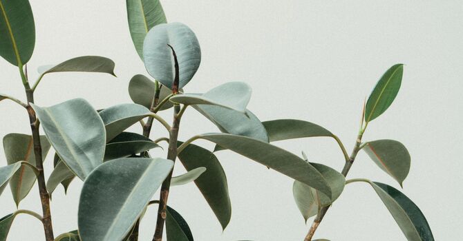 Prescription Foot Orthotics